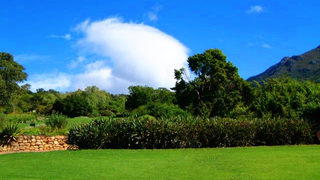 Kirstenbosch_lawn.JPG