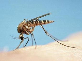 sivrisinek.jpg